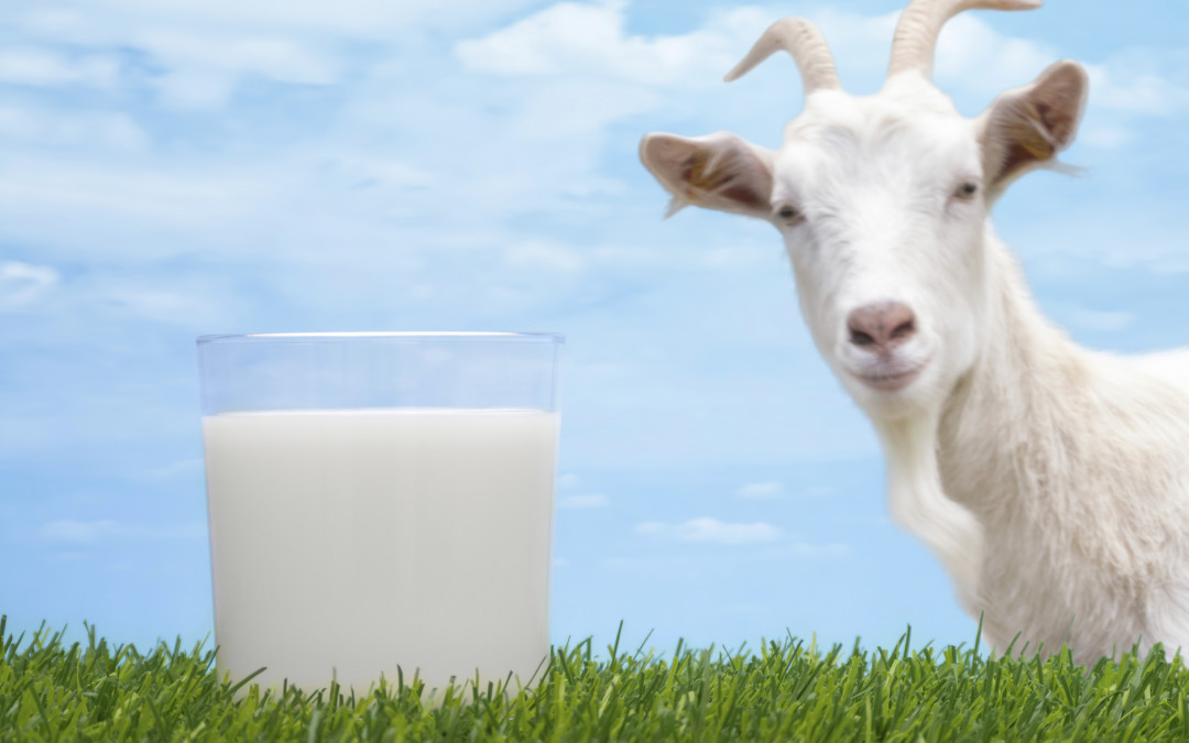 Why Goats Milk is better than Cows Milk